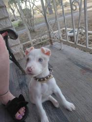 Lost Male Dog last seen Woodlawn, San Antonio, TX 78201