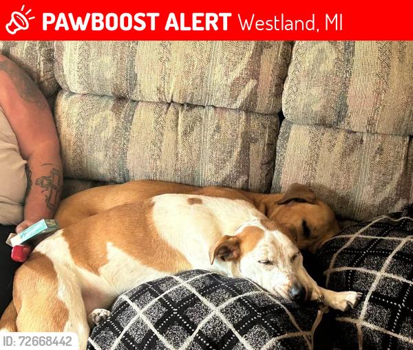 Lost Female Dog last seen Wayne and Palmer , Westland, MI 48185