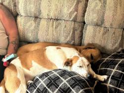 Lost Female Dog last seen Wayne and Palmer , Westland, MI 48185