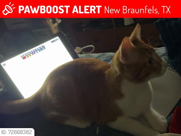 Lost Male Cat last seen Near , New Braunfels, TX 78130