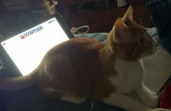 Lost Male Cat last seen Near , New Braunfels, TX 78130