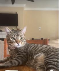 Lost Male Cat last seen Sonoma Vine court , Bakersfield, CA 93314