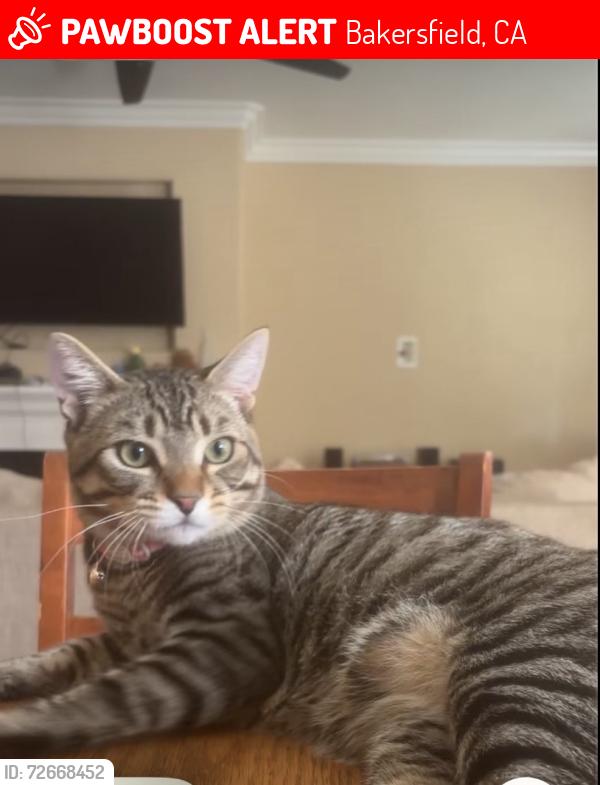 Lost Male Cat last seen Sonoma Vine court , Bakersfield, CA 93314