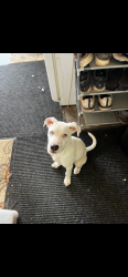 Found/Stray Male Dog last seen Moody Hill, Fort Smith, AR 72903