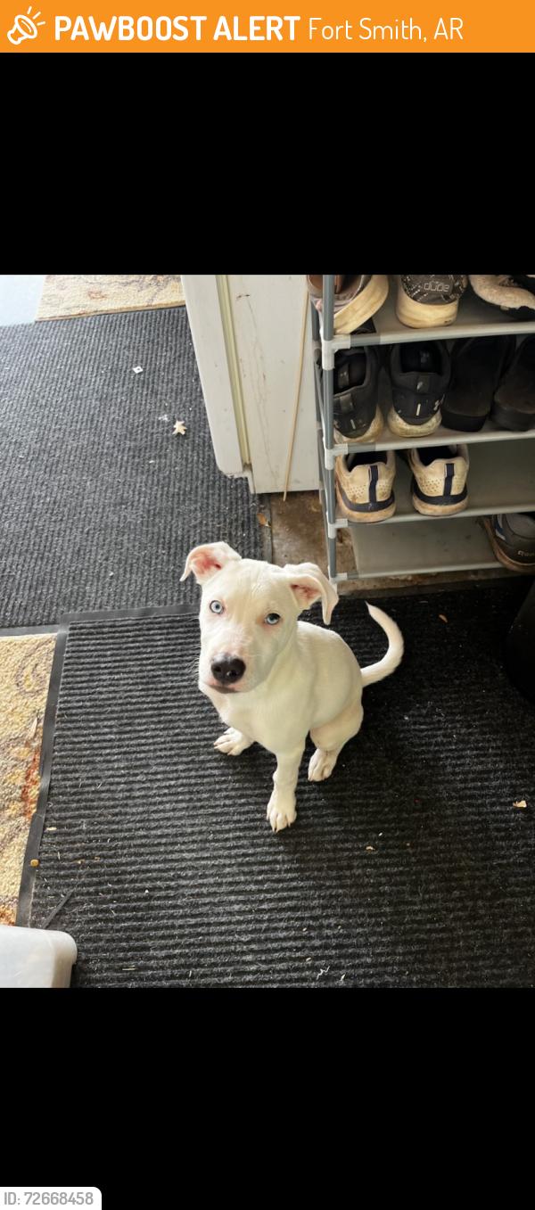 Found/Stray Male Dog last seen Moody Hill, Fort Smith, AR 72903
