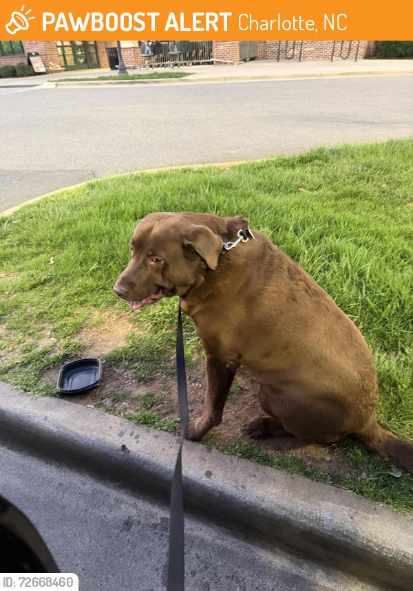 Found/Stray Male Dog last seen Golf Links Dr Harris Teeter, Charlotte, NC 28277