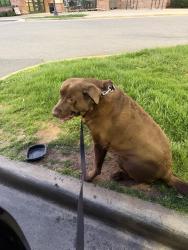 Found/Stray Male Dog last seen Golf Links Dr Harris Teeter, Charlotte, NC 28277