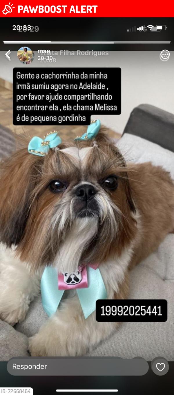 Lost Female Dog last seen benedito pedro lacerda , Jardim Adelaide, SP 13185-362