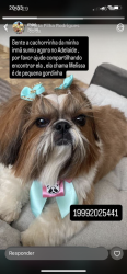 Lost Female Dog last seen benedito pedro lacerda , Jardim Adelaide, SP 13185-362