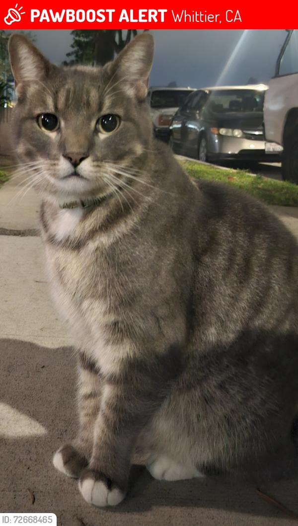 Lost Male Cat last seen Mar vista st, Whittier, CA 90602