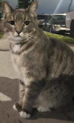 Lost Male Cat last seen Mar vista st, Whittier, CA 90602