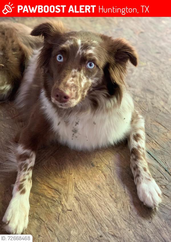 Lost Female Dog last seen Huntington,Tx , Huntington, TX 75949