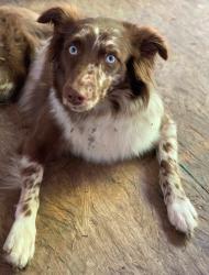Lost Female Dog last seen Huntington,Tx , Huntington, TX 75949