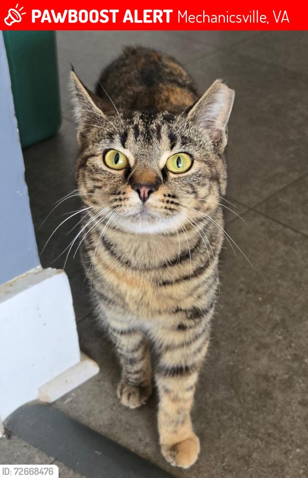 Lost Female Cat last seen Near and Walnut Grove, Mechanicsville, VA 23111