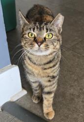Lost Female Cat last seen Near and Walnut Grove, Mechanicsville, VA 23111