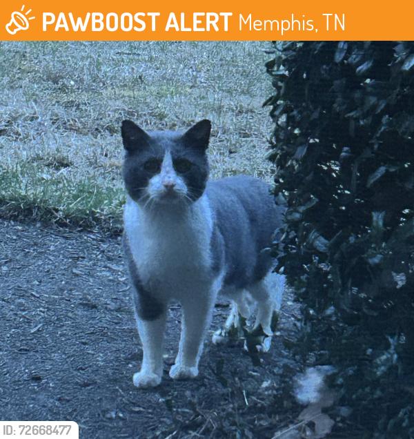 Found/Stray Unknown Cat last seen lynnfield rd/roxbury dr , Memphis, TN 38119