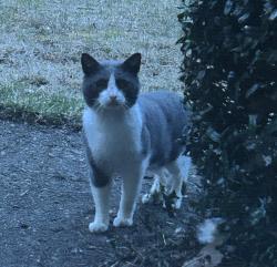 Found/Stray Unknown Cat last seen lynnfield rd/roxbury dr , Memphis, TN 38119