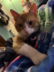 Lost Male Cat last seen Mobile rd , mike mosely, Grand Prairie, TX 75052