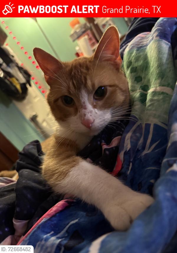 Lost Male Cat last seen Mobile rd , mike mosely, Grand Prairie, TX 75052