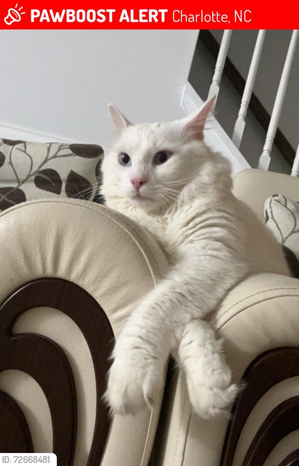Lost Male Cat last seen Rolling fields rd, Charlotte, NC 28227