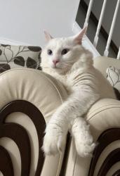 Lost Male Cat last seen Rolling fields rd, Charlotte, NC 28227