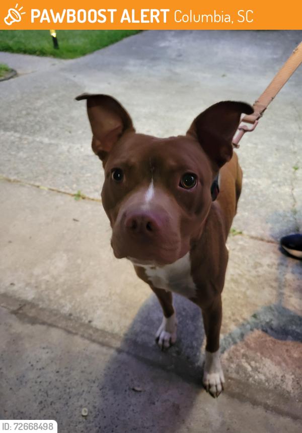 Found/Stray Male Dog last seen Close to Tokyo buffet., Columbia, SC 29210