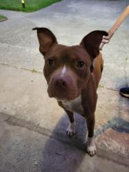 Found/Stray Male Dog last seen Close to Tokyo buffet., Columbia, SC 29210