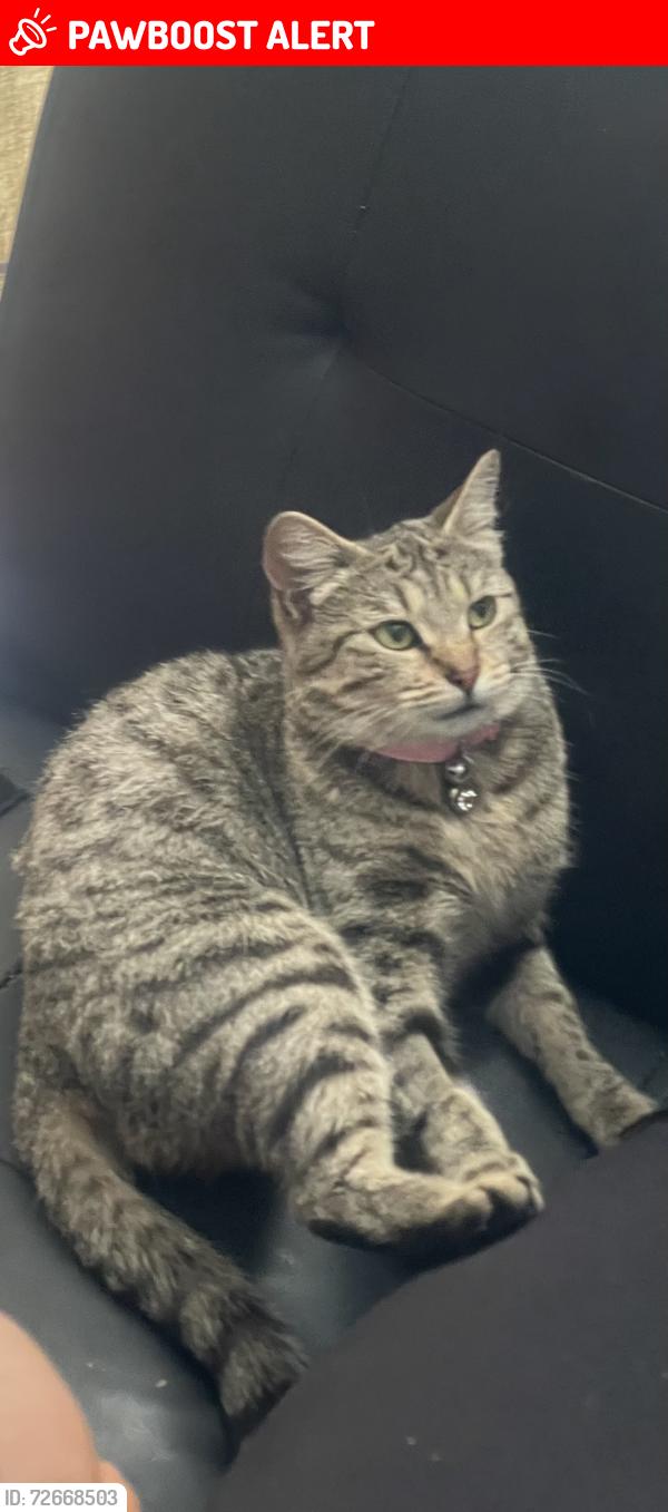 Lost Female Cat last seen All saints poplar , Greater London, England E14 0RT