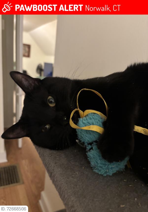 Lost Male Cat last seen Near west ave, Norwalk, CT 06850