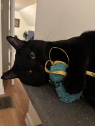 Lost Male Cat last seen Near west ave, Norwalk, CT 06850