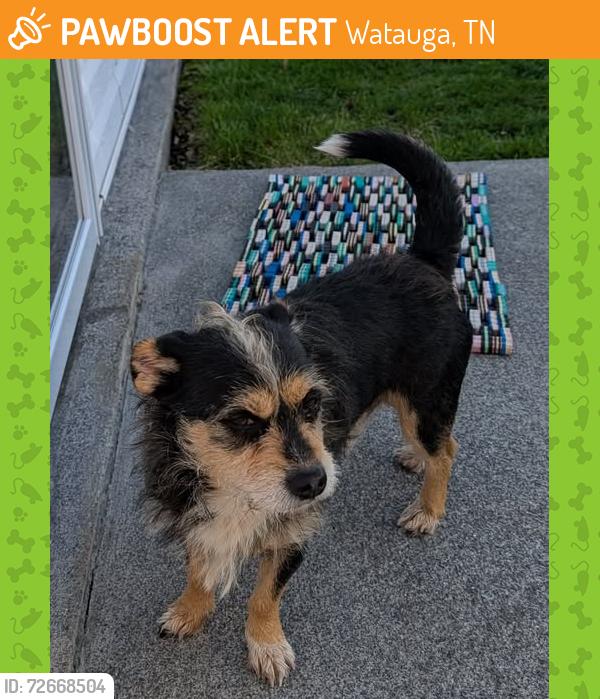 Found/Stray Male Dog last seen East 5th Ave Watauga TN, Watauga, TN 37694