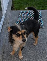 Found/Stray Male Dog last seen East 5th Ave Watauga TN, Watauga, TN 37694