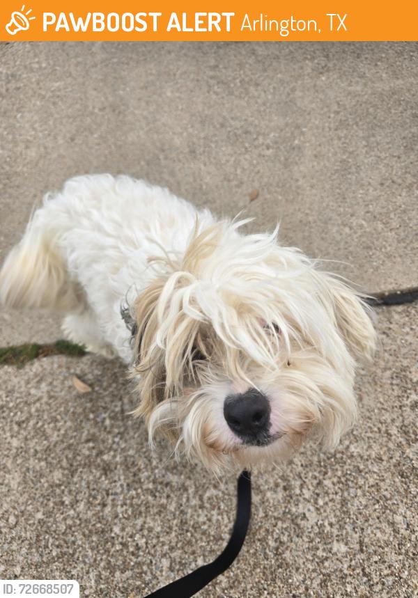 Found/Stray Male Dog last seen Little road , Arlington, TX 76016