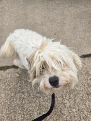 Found/Stray Male Dog last seen Little road , Arlington, TX 76016