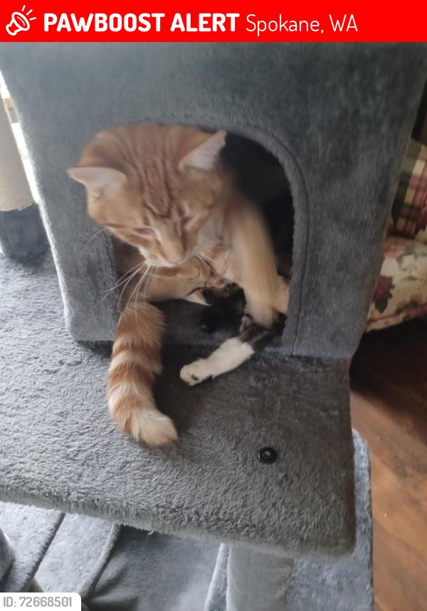 Lost Male Cat last seen Thorpe & cheatham rd, Spokane, WA 99224