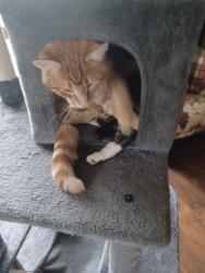 Lost Male Cat last seen Thorpe & cheatham rd, Spokane, WA 99224