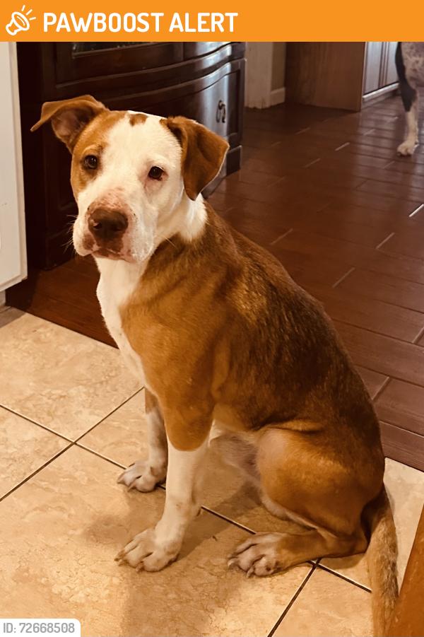 Found/Stray Male Dog last seen State Rd 66 and County Rd 635, Highlands County, FL 33875