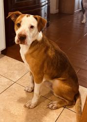 Found/Stray Male Dog last seen State Rd 66 and County Rd 635, Highlands County, FL 33875