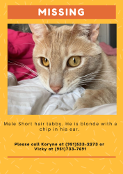 Lost Male Cat last seen 65th and sumner, Corona, CA 92880