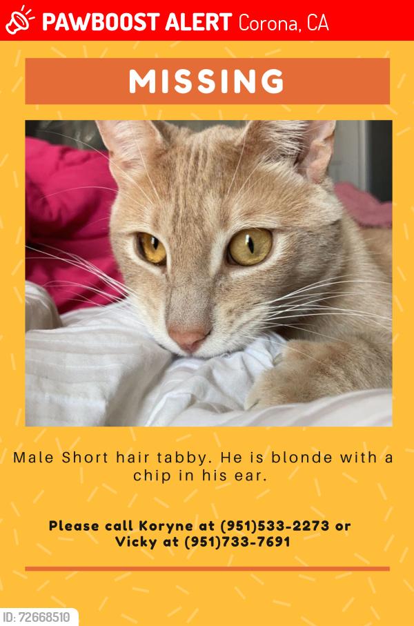 Lost Male Cat last seen 65th and sumner, Corona, CA 92880