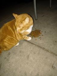 Found/Stray Unknown Cat last seen Robert street and , Saint Paul, MN 55107