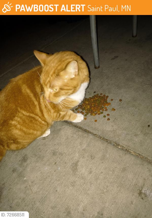Found/Stray Unknown Cat last seen Robert street and , Saint Paul, MN 55107