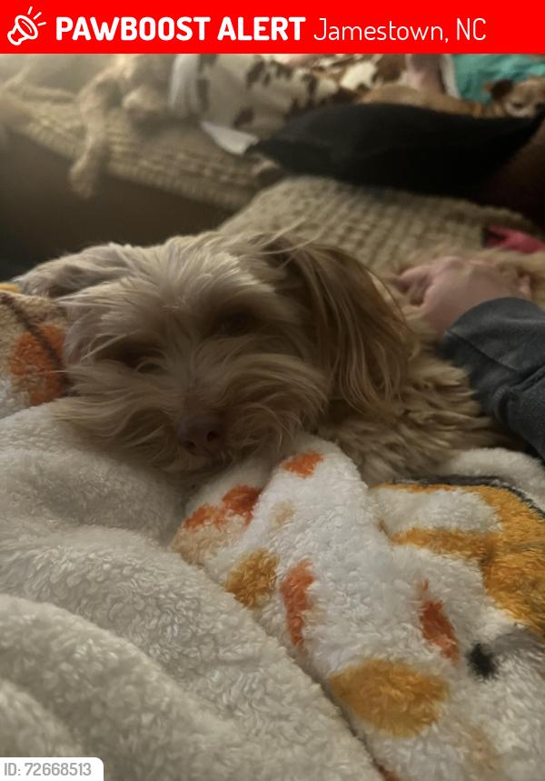 Lost Male Dog last seen Near Dillon Rd, Jamestown, NC 27282