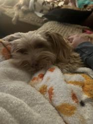 Lost Male Dog last seen Near Dillon Rd, Jamestown, NC 27282
