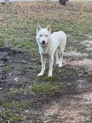 Found/Stray Male Dog last seen Chiquipin Ave, Stone Mountain, GA 30083