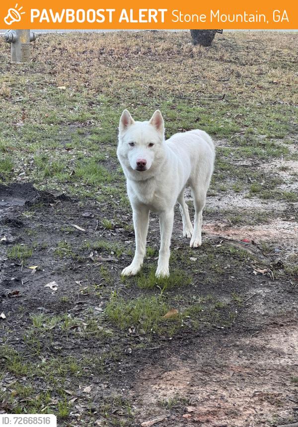 Found/Stray Male Dog last seen Chiquipin Ave, Stone Mountain, GA 30083
