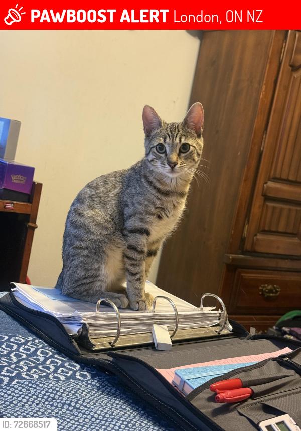 Lost Female Cat last seen Pondmills $ commissioners, London, ON N5Z