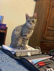 Lost Female Cat last seen Pondmills $ commissioners, London, ON N5Z
