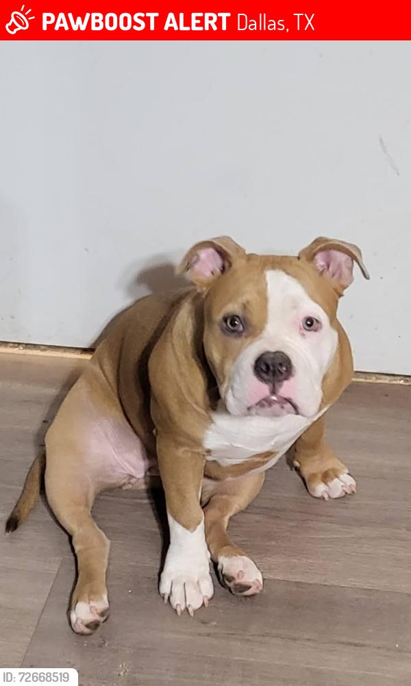 Lost Female Dog last seen Marsalis and 35, Dallas, TX 75241