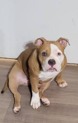 Lost Female Dog last seen Marsalis and 35, Dallas, TX 75241